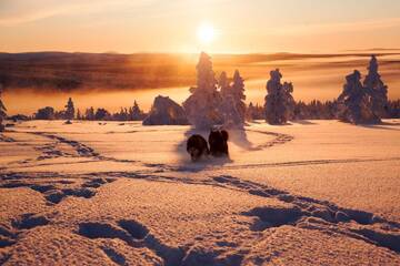 Фото номера Шале с 12 спальнями Шале Huskylodge г. Саариселькя 73