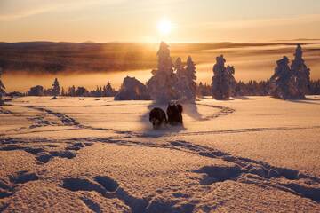 Фото номера Шале с 12 спальнями Шале Huskylodge г. Саариселькя 37